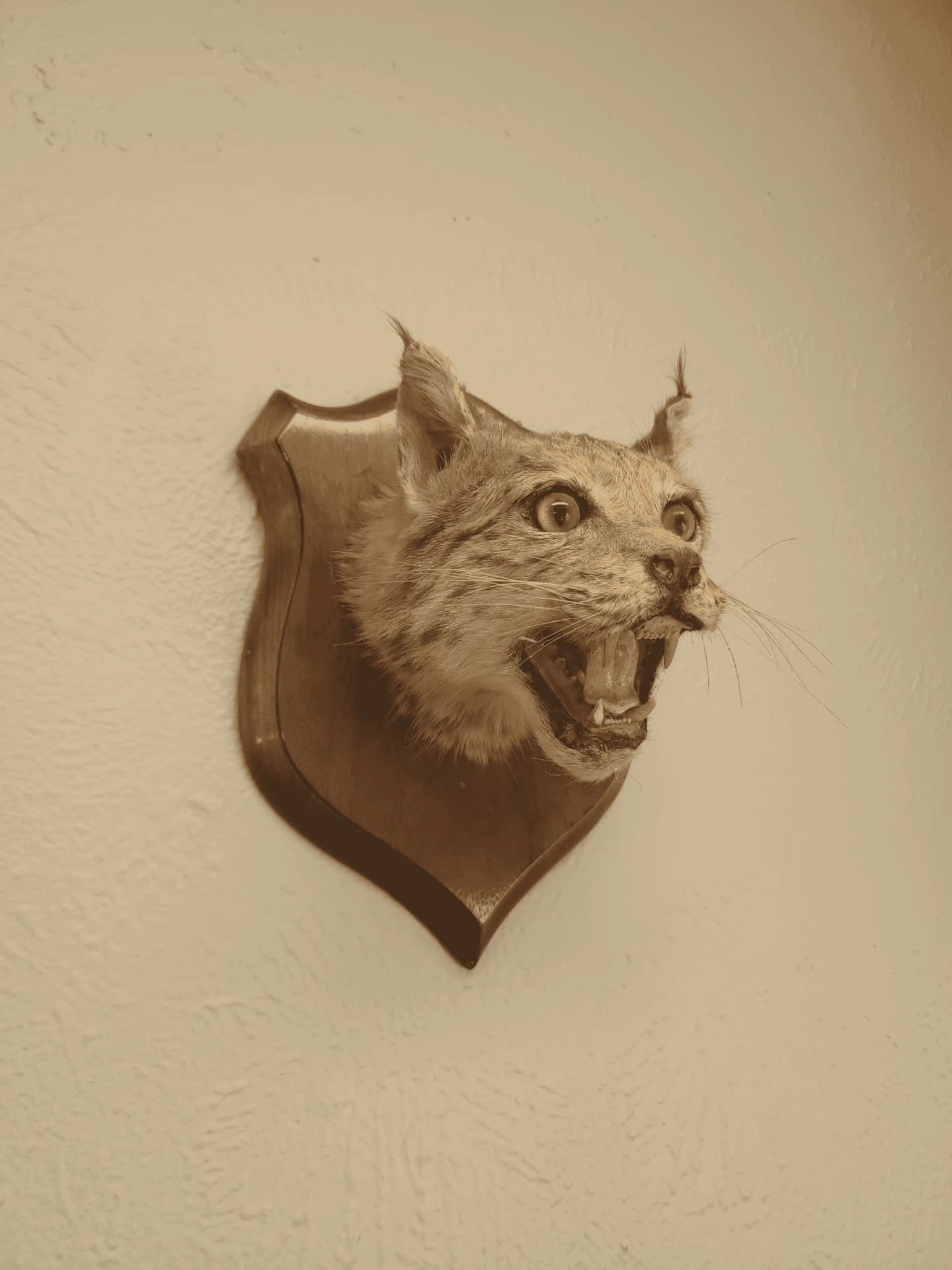 Bobcat taxidermy