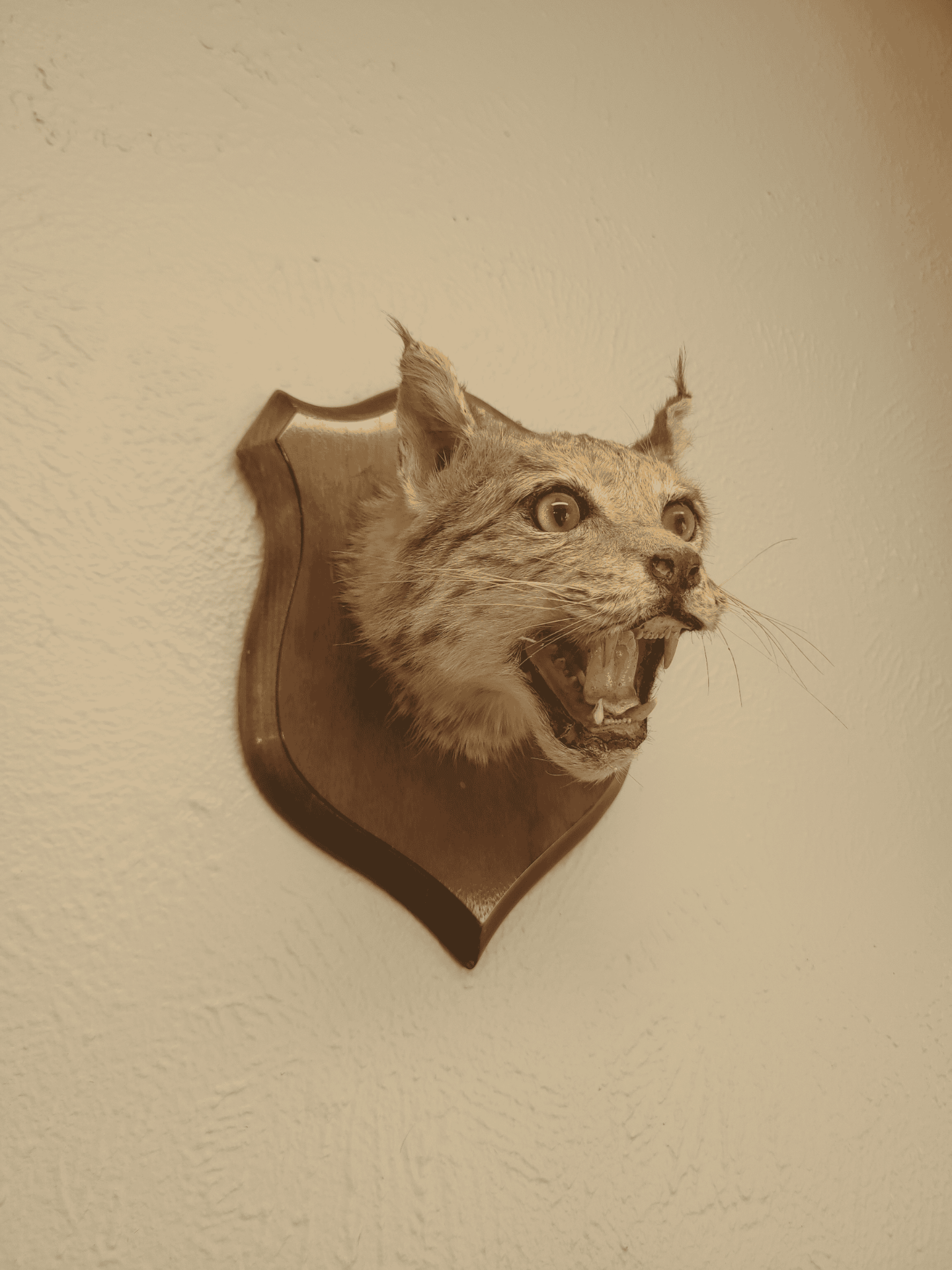 Bobcat taxidermy