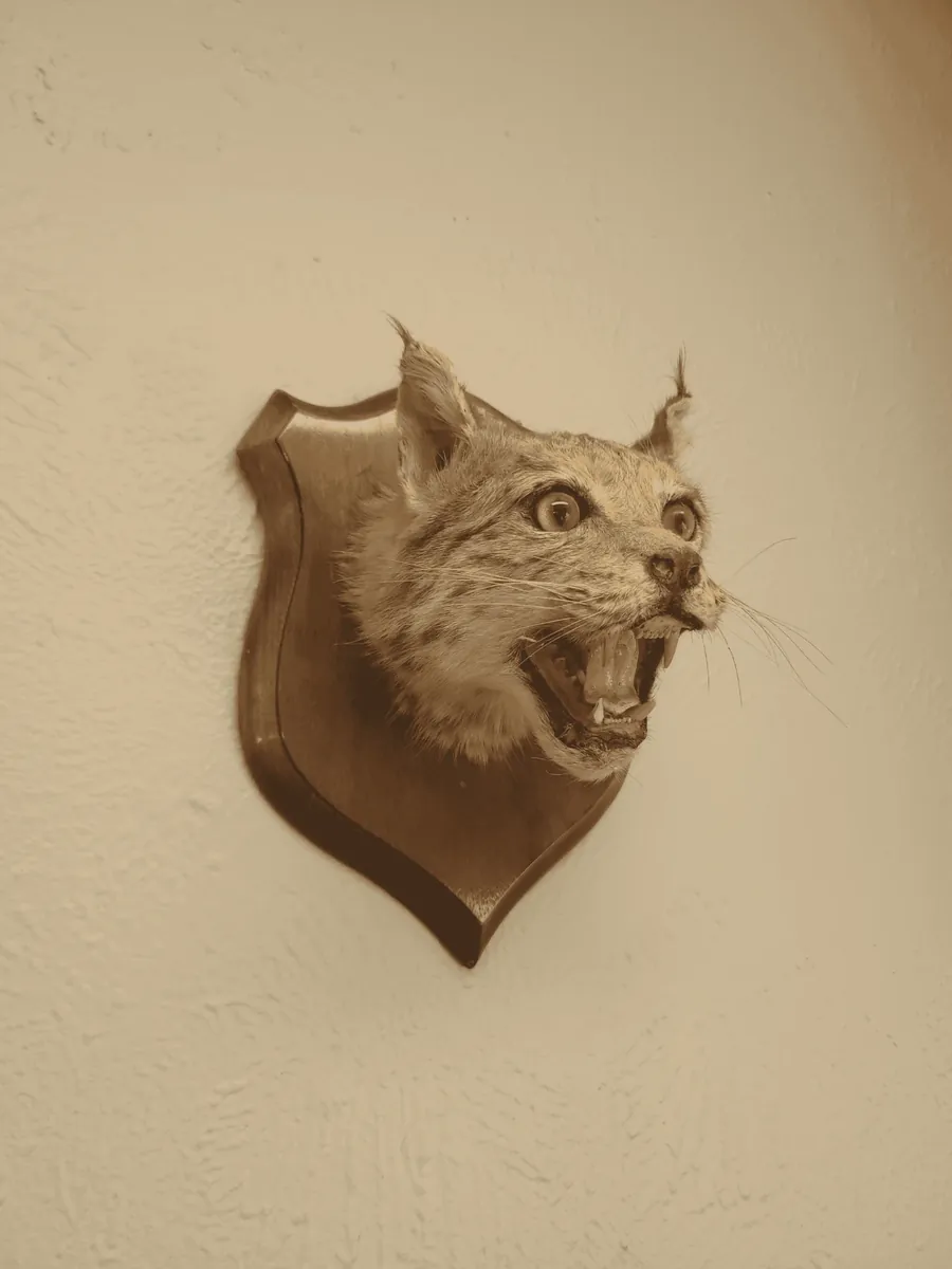 Bobcat taxidermy