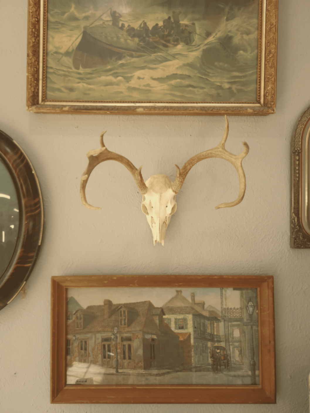 Deer skull